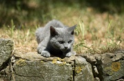 BRITISH SHORTHAIR C033